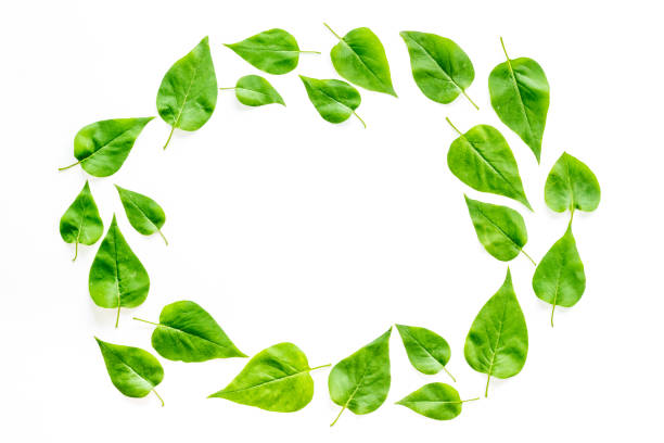 istock Top view frame of green leaves. Nature concept layout 1264353126