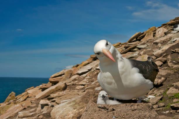 una madre albatross dalle sopracciglia nere e pulcino appena nato - albatross foto e immagini stock