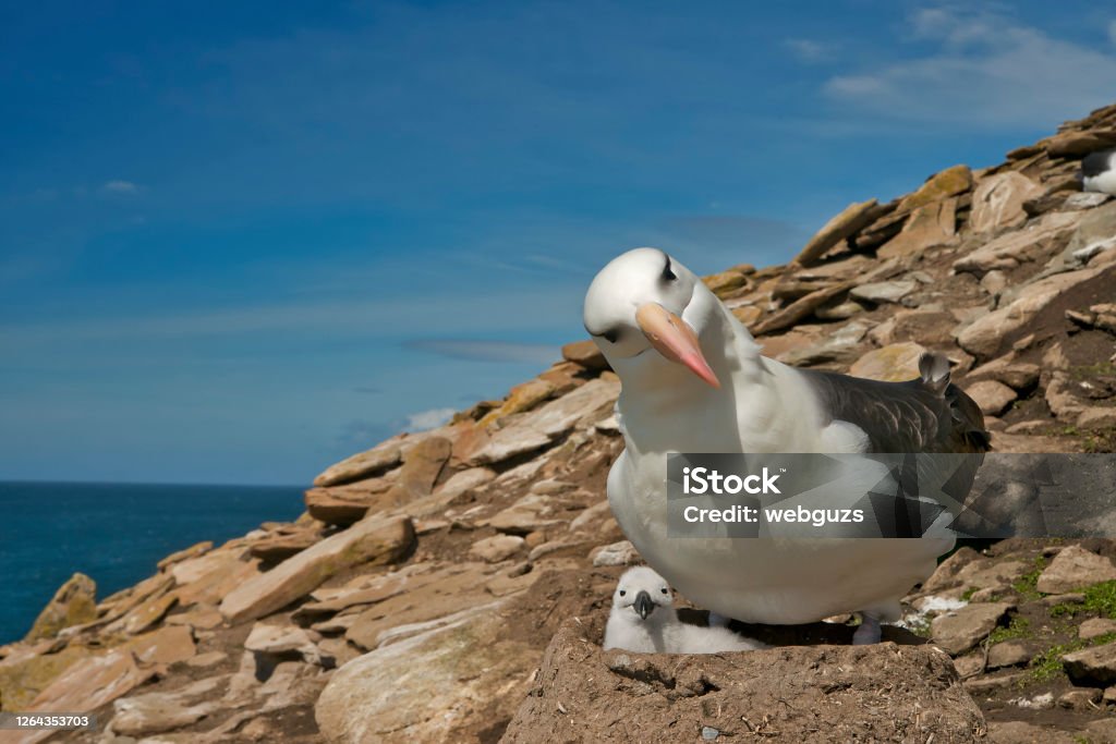 A mother Black Browed Albatross and newborn chick A mother Black Browed Albatross and newborn chick.  The chick is in the nest and other birds are flying in the background Black-browed Albatross Stock Photo