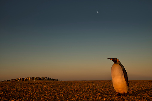 A King penguin at sunset near a Gentoo penguin colony.  The moon is visible in the sky.