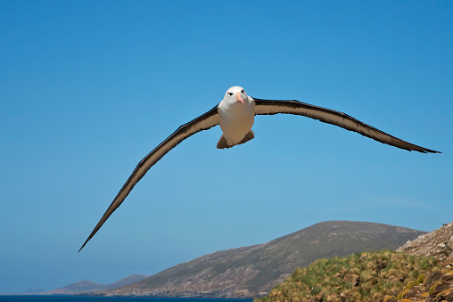 Black Browed Albatross in flight near a nesting colony of Albatross.  You can see the ocean and the rocky coast in the background