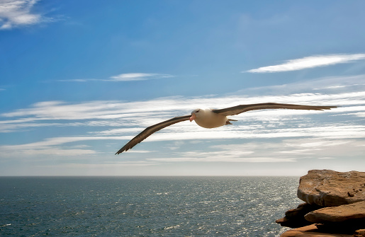 Many seabirds rest on the ocean shore.Flying bird. European sea gull on rock. For travel blogs