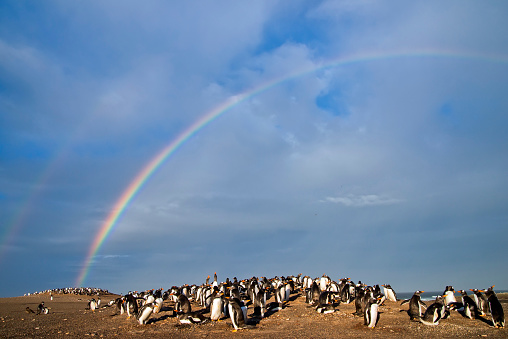 Large group of King Penguins (Aptenodytes patagonicus) and a few Magellanic Penguins (Spheniscus magellanicus) on a sandy beach at Volunteer Point in the Falkland Islands.