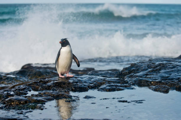 istock A Rockhopper penguin posing near the ocean 1264354092