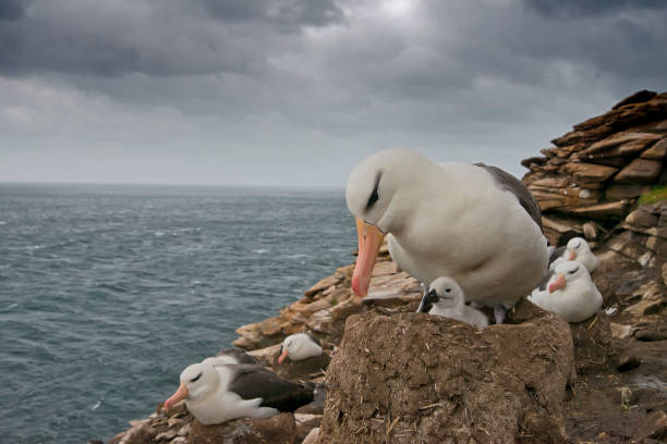 istock A mother Black Browed Albatross and newborn chick 1264354106