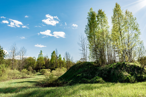 Hills and lowlands of European nature. Birches grow on a hill, the sun's rays fall through the crown. Wildlife forest landscape on summer sunny day in Belarus