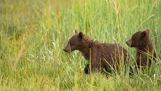 Lake Clark Alaskan Grizzly Bear cub siblings are searching for thier Mother who moved away from
 them while feeding