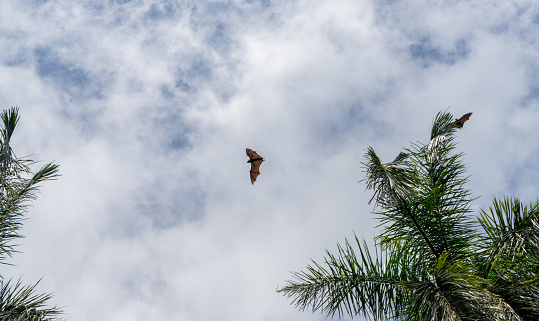 Isolated giant indian flying fox (large bat) on the fly, Pteropus giganteus. Palm tree and sky with clouds