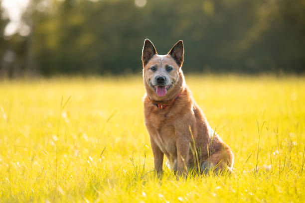 Australian Cattle Dog or Red Queensland Heeler Australian Cattle Dog or Red Queensland Heeler intelligent working dog outdoors on green grass australian cattle dog stock pictures, royalty-free photos & images