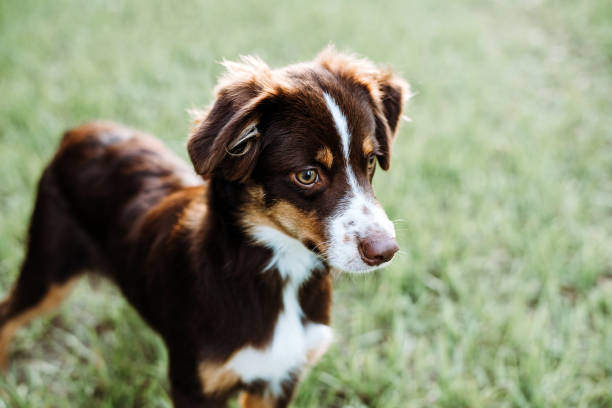 istock Red Tri color Australian Shepherd Puppy 1264358255
