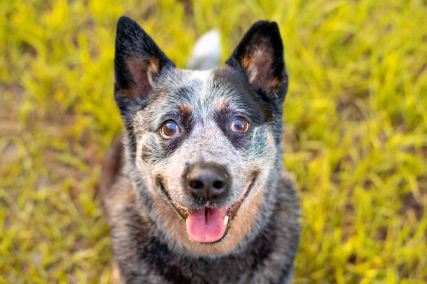 Senior Australian Cattle Dog or Blue Queensland Heeler Senior Australian Cattle Dog or Blue Queensland Heeler intelligent working dog outdoors on green grass australian cattle dog stock pictures, royalty-free photos & images