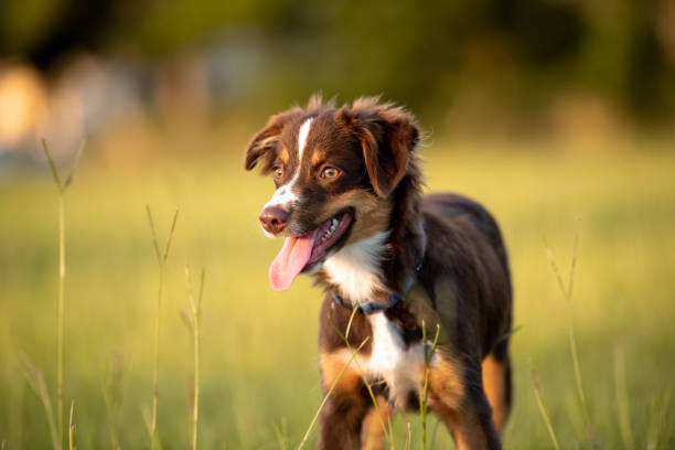 istock Red Tri color Australian Shepherd Puppy 1264358967