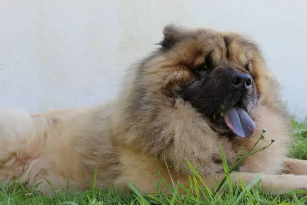 Dog with blue tongue lying on grass. Eurasian breed dog.