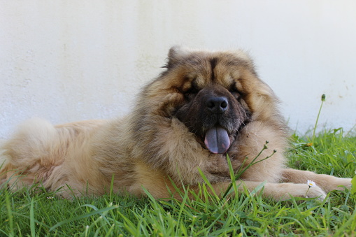 Dog with blue tongue lying on grass. Eurasian breed dog.