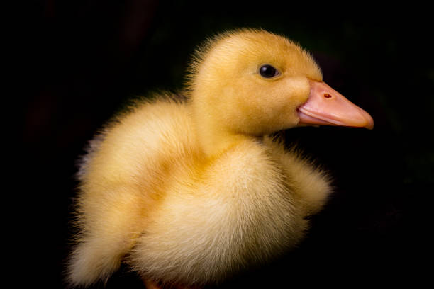 istock American Pekin Duckling 1264360309