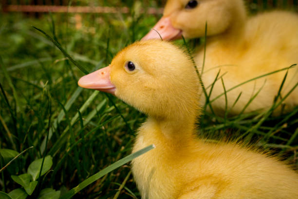 istock American Pekin Duckling 1264360318