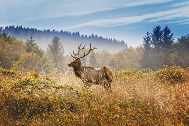 alce con cervi reali - elk deer hunting animals hunting foto e immagini stock