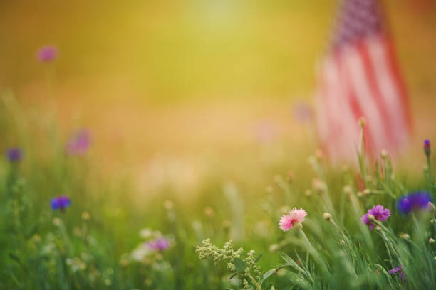 istock Wildflower meadow background with American Flag in warm sunlight 1264361287
