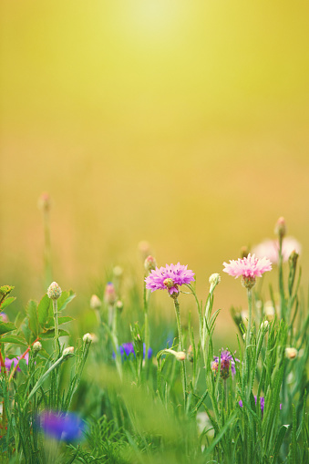 Wildflower meadow background in warm sunlight