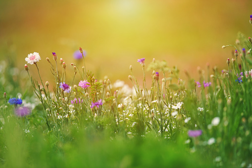 Wildflower meadow background in warm sunlight