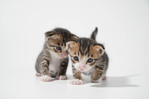 istock Tabby Cat kitten posing on white background tiger marble stripe 1264361337