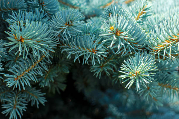 istock Blue spruce background. Coniferous tree. Christmas, winter, New Year concept. Selective focus. 1264361517