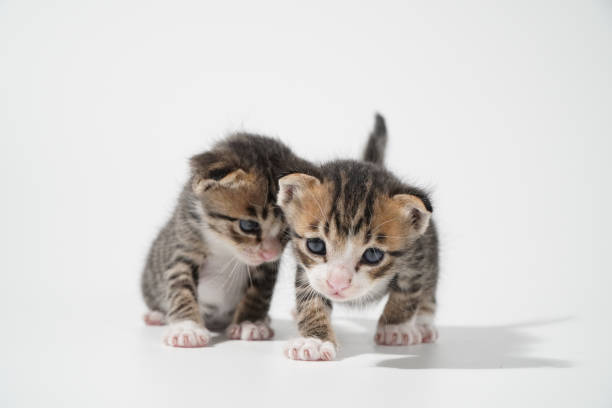 istock Tabby Cat kitten posing on white background tiger marble stripe 1264361566
