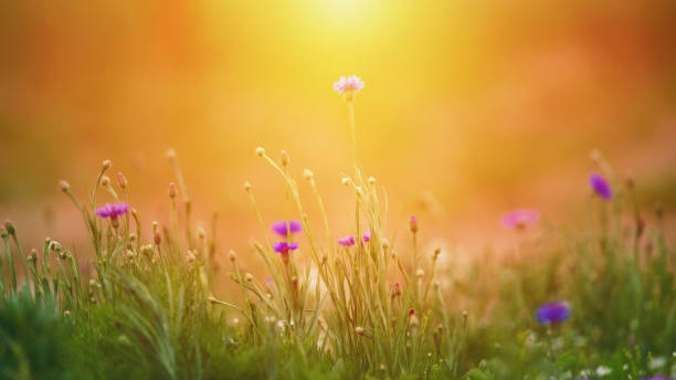 istock Wildflower meadow background in warm sunlight 1264361576