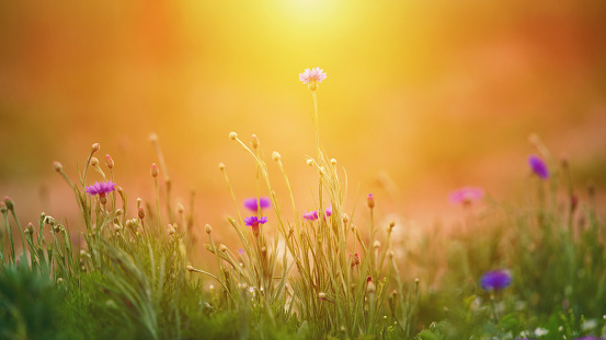 Wildflower meadow background in warm sunlight