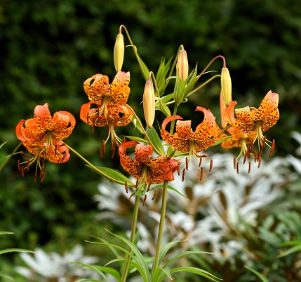 A cluster of flowers of the American Tiger Lily.