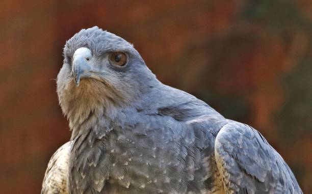 The black-chested buzzard-eagle (Geranoaetus melanoleucus) is a bird of prey of the hawk and eagle family (Accipitridae). It lives in open regions of South America. This species is also known as the black buzzard-eagle, grey buzzard-eagle or analogously with el águila buitre de pecho negro (geranoaetus melanoleucus) es un ave de presa de la familia de los halcón y el águila (accipitridae). vive en regiones abiertas de américa del sur. esta especie también es conocida como el águila buitre negro, águila