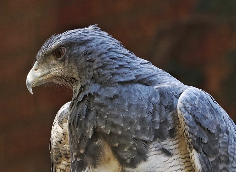 The black-chested buzzard-eagle (Geranoaetus melanoleucus) is a bird of prey of the hawk and eagle family (Accipitridae). It lives in open regions of South America. This species is also known as the black buzzard-eagle, grey buzzard-eagle or analogously with \