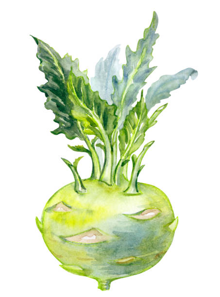 kohlrabi kohl, aquarell zeichnung - kohlrabi stock-grafiken, -clipart, -cartoons und -symbole