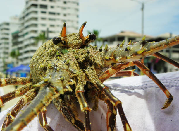 istock Spiny lobster covered with wet sand 1264366011