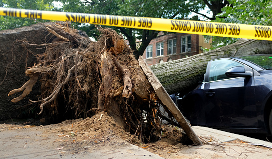 Car crushed by a falling tree during a tropical storm.  New York City, August 2020.