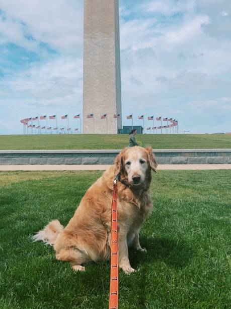 istock Patriotic Golden 1264368139