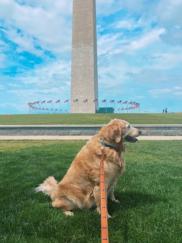 Golden Retriever with Washington Monument in Washington, D.C.