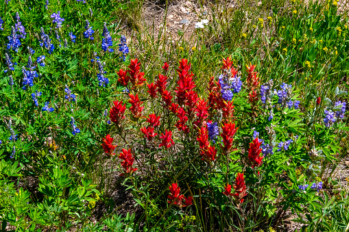 Beautiful Wildflowers in Routt County Colorado below the rabbit Ears Rock Formation