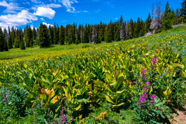 istock Wildflowers and Rabbit Ears Rock Formation 1264368777