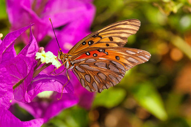 istock Gulf Fritillary butterfly 1264368880