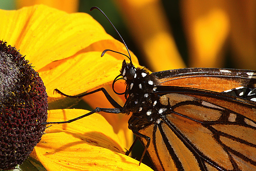 Monarch butterfly feeding on a bright yellow flower.