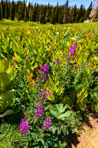istock Wildflowers and Rabbit Ears Rock Formation 1264369010