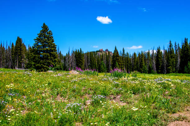 istock Wildflowers and Rabbit Ears Rock Formation 1264369704