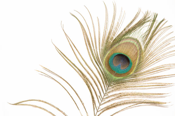 istock Peacock feather on white background.Close up 1264369771