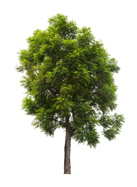 istock Beautiful green tree isolated on white 1264369774