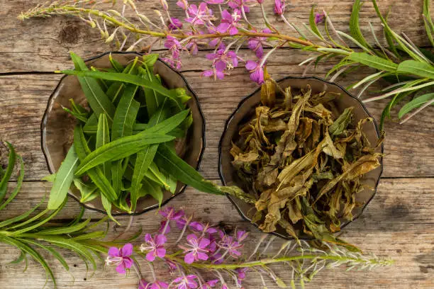 Dry and green leaves of Ivan tea. Fireweed flowers concept on rustic wooden board. Raw materials for making natural Russian tea. Willow herb leaves before and after fermentation