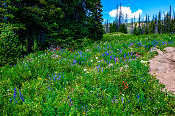 istock Wildflowers and Rabbit Ears Rock Formation 1264370040