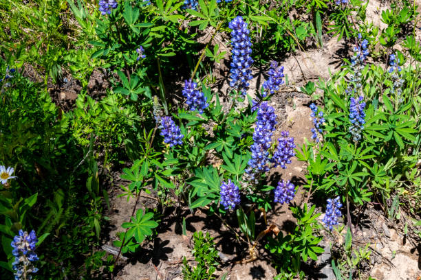 istock Wildflowers and Rabbit Ears Rock Formation 1264370058