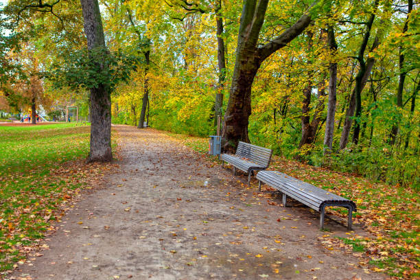 istock Autumn park with benches and dry leaves 1264370822