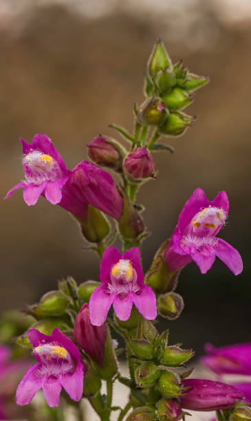Penstemon newberryi is a species of penstemon called mountain pride or Newberry's penstemon. Always growing in rocky habitats on the Sonora Pass road over the Sierra Nevada Mountains in Toiyable National Forest, California. penstemon newberryi es una especie de penstemon llamada orgullo de montaña o penstemon de newberry. siempre creciendo en hábitats rocosos en la carretera sonora pass sobre las montañas de sierra nevada en el bosque nacional de toiyable, california.